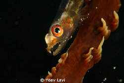 small wire coral goby
60 mm macro + 60 mm extension rings by Yoav Lavi 
